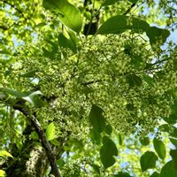 マユミ,コマユミ,盆栽,山野草,花のある暮らしの画像