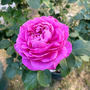 鉢植え,ばら バラ 薔薇,庭の画像