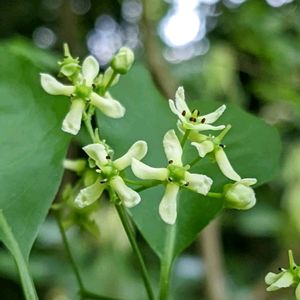 マユミ,マユミ・実,まゆみの実,まゆみの実,今日のお花の画像