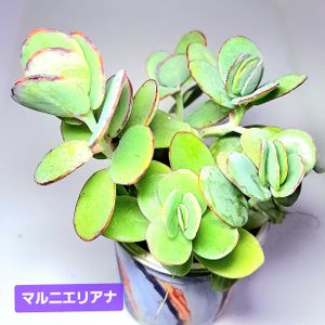 マルニエリアナ,白姫の舞,カランコエ属,植物男子ベランダー,ベランダの画像