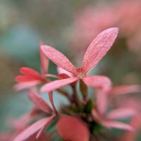 アベリア,ハナゾノツクバネウツギ,ハナツクバネウツギ（花衝羽根空木）,新宿御苑,樹木の画像