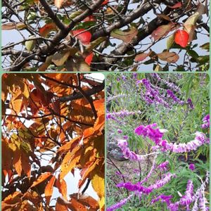 アメジストセージ,サルビアレウカンサ（アメジストセージ）,花言葉,紅葉（こうよう）,里山散策の画像