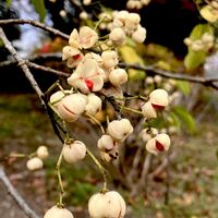 シロマユミ,植栽,今日のお花,落葉小高木,ニシキギ科の画像