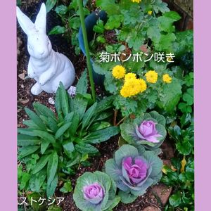 葉牡丹,地植え,花のある暮らし,小さい花壇,ストケシア♪の画像