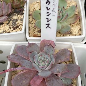 ラウレンシス,多肉植物の紅葉,多肉植物のある暮らし,多肉と暮らす,バラと夢CLUBの画像