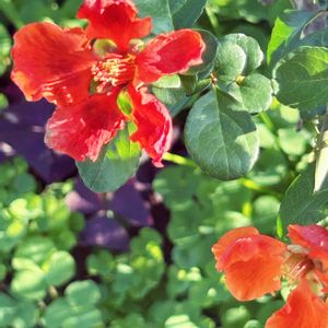 散歩道,多肉初心者,庭の花,薔薇　初心者,小さな庭の画像