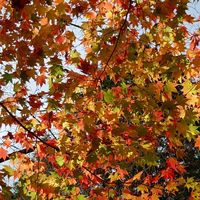 モミジ,紅葉（こうよう）,遊水峡,お出かけ先の画像