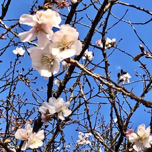 10月桜,我が家の花壇,お出掛け先,優しい気持ち♡,ありがとうの気持ちを込めての画像