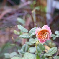 クロードモネ,鉢植え,ピンクの花,花のある暮らし,緑のある暮らしの画像