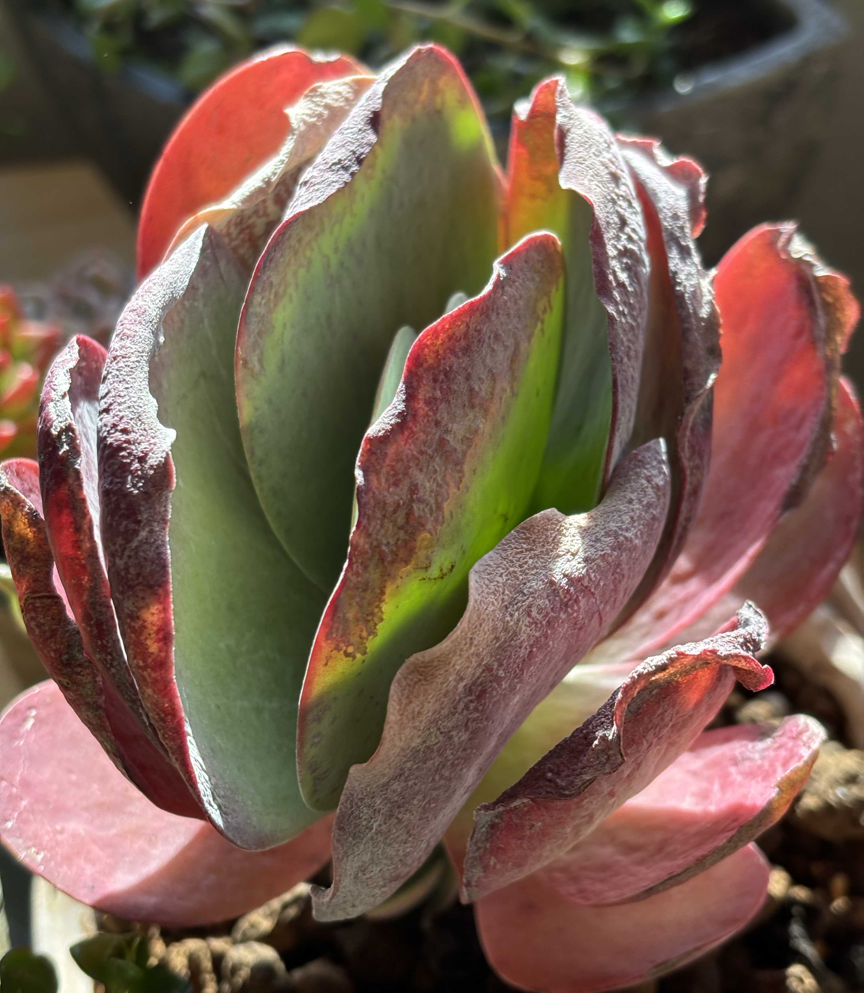 カランコエの投稿画像 by みみみさん｜多肉植物とデザートローズと