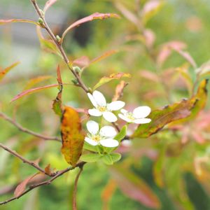 ゆきやなぎ,地植え,マイガーデン,紫陽花 アジサイ あじさいの画像