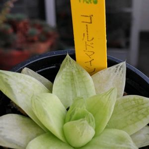 ゴールドマイン,多肉植物,観葉植物,ハオルチア属,多肉植物とサボテンの画像