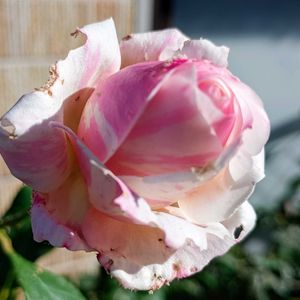 癒やし,ばら バラ 薔薇,薔薇ビェドゥー,ほっこり笑顔に,薔薇・ホワイトマザーズディの画像