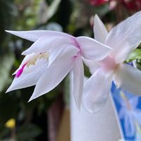 シャコバサボテン,花のある暮らし,花が好きの画像