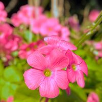 カタバミ,お花,ピンクの花,ハナカタバミ,ピンクのお花の画像