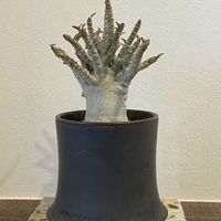 塊根植物,冬越し,おひさま,棚の画像