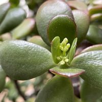 花月,金のなる木,多肉植物,花のある暮らし,植物だいすきの画像