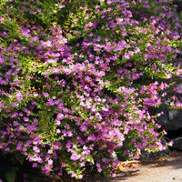 クフェア,庭の花,我が家の花壇,ミソハギ科の画像