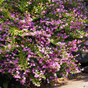 クフェア,庭の花,我が家の花壇,ミソハギ科の画像