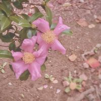 サザンカ,植物,お花,庭木,花木の画像