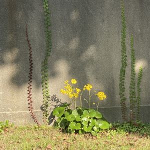 ツワブキ,ツタ(蔦),地植え,開花,黄色の花の画像