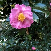 キク,サザンカ,伊勢菊,けんがい菊,キュンキュン乙女倶楽部の画像