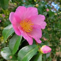 サザンカ,山野草,野草,ピンクの花,花のある暮らしの画像