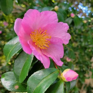 サザンカ,山野草,野草,ピンクの花,花のある暮らしの画像