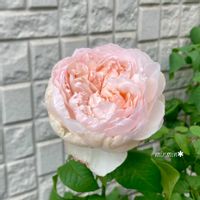 アッサンブラージュ,ガーデニング,花のある暮らし,ばら バラ 薔薇,おうち園芸の画像