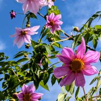 皇帝ダリア,皇帝ダリア,ピンクの花,キュンキュン乙女倶楽部,青空とコラボシリーズの画像