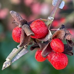 ニシキギ,マユミ,お散歩,今日の一枚,花のある暮らしの画像