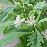 セイタカカナビキソウ,鉢植え,初めての花,外来植物,庭の画像