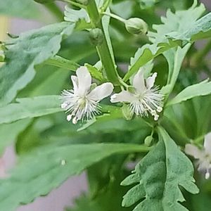 セイタカカナビキソウ,鉢植え,初めての花,外来植物,庭の画像