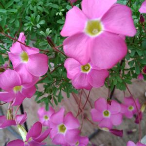 オキザリス　桃の輝き,鉢植え,花のある暮らし♡,風除室,おうち園芸の画像