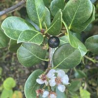 シャリンバイ,牧野植物園,素敵な出会い,木曜日は木の画像