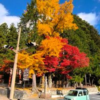 イチョウ,カエデ,さくら サクラ 桜,桜,季節外れの桜の花の画像