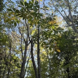 カツラ,カツラ,カツラ,トキノキ,トキノキの画像