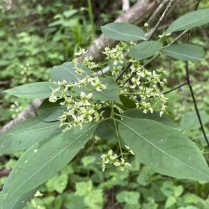 まゆみの実,マユミの花,マユミの 実,꒰ღ˘◡˘ற꒱かわゅ~,可愛い実の画像