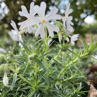 シバザクラ,京都府立植物園の画像