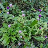 センニチコウ（千日紅）,地植え,我が家の畑,かわいい花,種まきからの画像