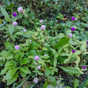 センニチコウ（千日紅）,地植え,我が家の畑,かわいい花,種まきからの画像