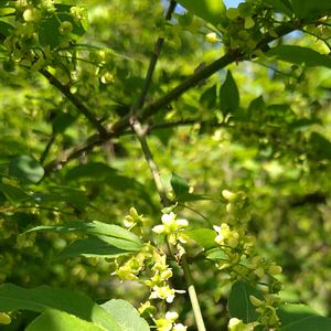 マユミ,マユミ・実,マユミの花,マユミの 実,地植えの画像