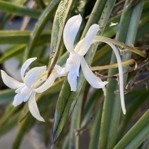 フウラン,ラン科,白い花,着生植物,おうち園芸の画像