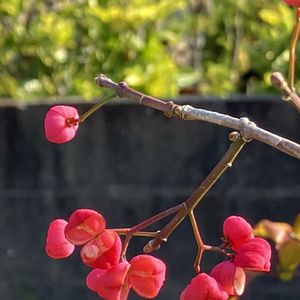 サザンカ,フウセントウワタ,マユミ,マユミ,山茶花の画像