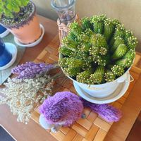 多肉植物,ユーフォルビア,GSのみなさんに感謝♡,うつくしま福島,がんばろう福島の画像