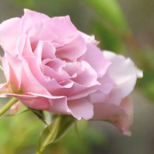 バラ,花のある暮らし,ばら バラ 薔薇,武器ではなく花を,広い庭の画像