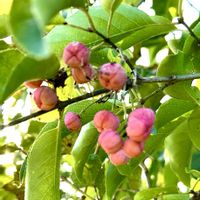 マユミ,マユミ・実,今日の花,岐阜県,多肉男子の画像