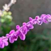 セージ,アメジストセージ,お花,ピンクの花,ピンクのお花の画像