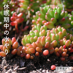 観葉植物,植物のある暮らし,自然のある暮らし,観葉植物のある暮らし,自然暮らしの画像