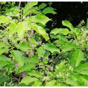 マユミ,マユミの花,マユミの 実,光と影,今日のお花の画像